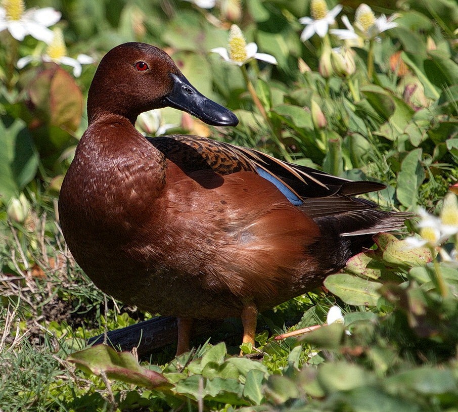 Cinnamon Teal - ML646564474