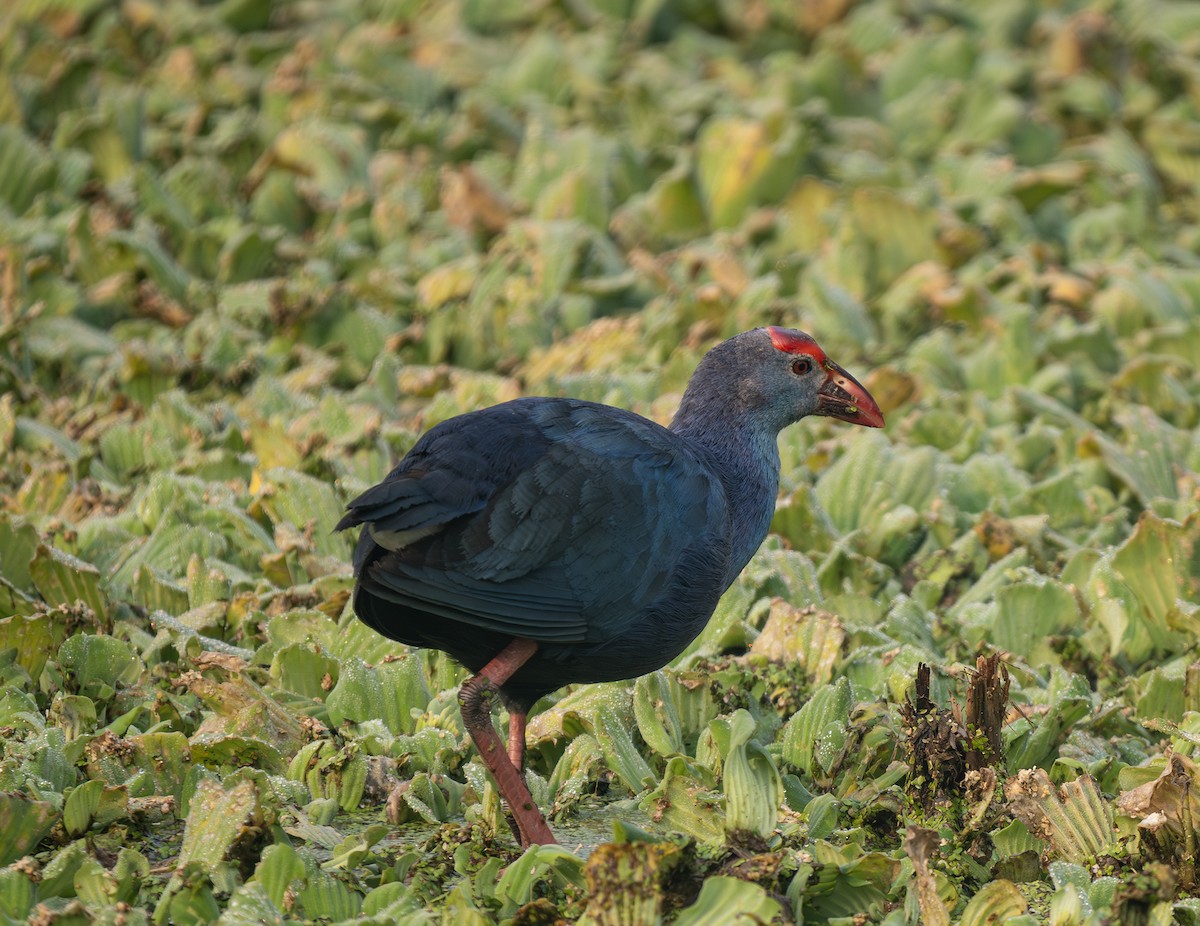 slípka šedohlavá - ML646564475