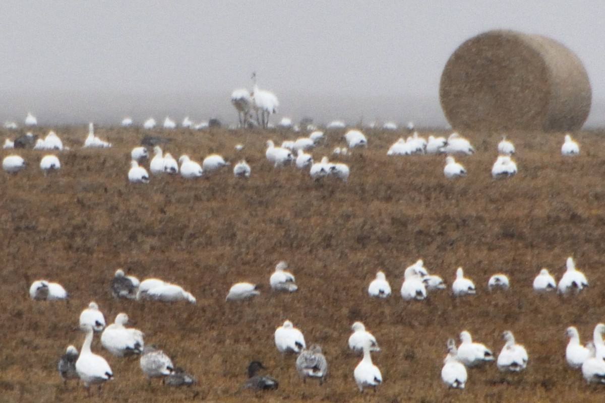 Snow Goose - ML646564478