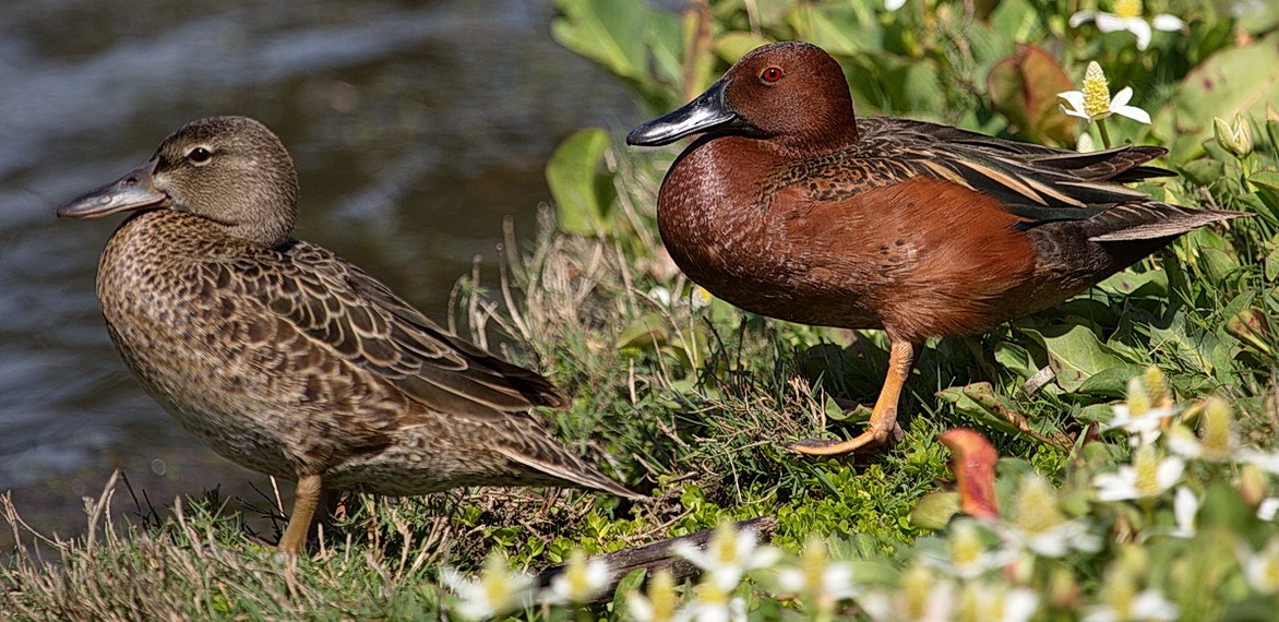 Cinnamon Teal - ML646564479
