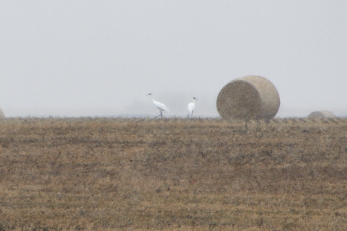 trompettrane - ML646564483