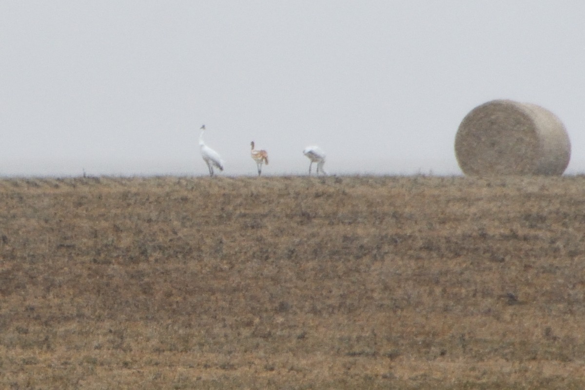 trompettrane - ML646564485