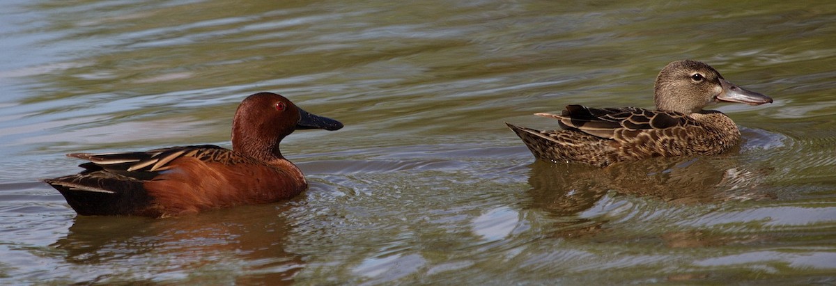 Cinnamon Teal - ML646564486