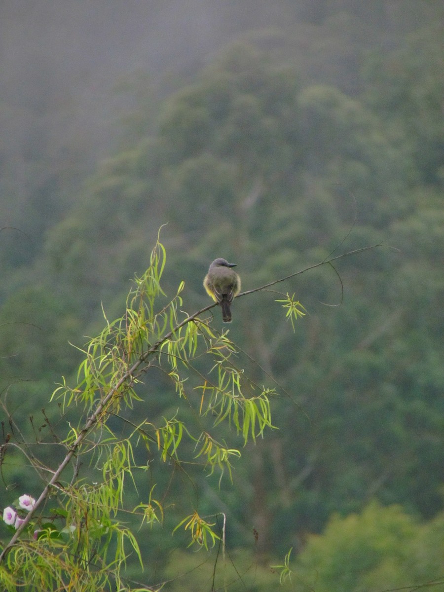 Tropical Kingbird - ML646564487