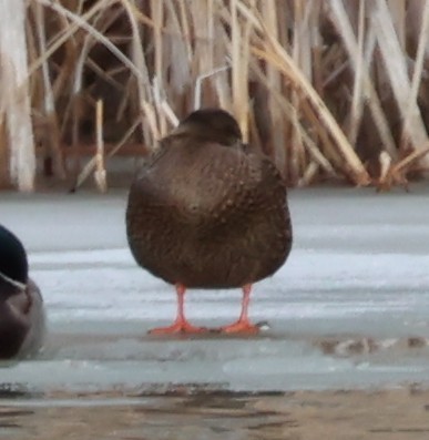 Mexican Duck - ML646564489
