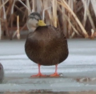 Mexican Duck - ML646564490