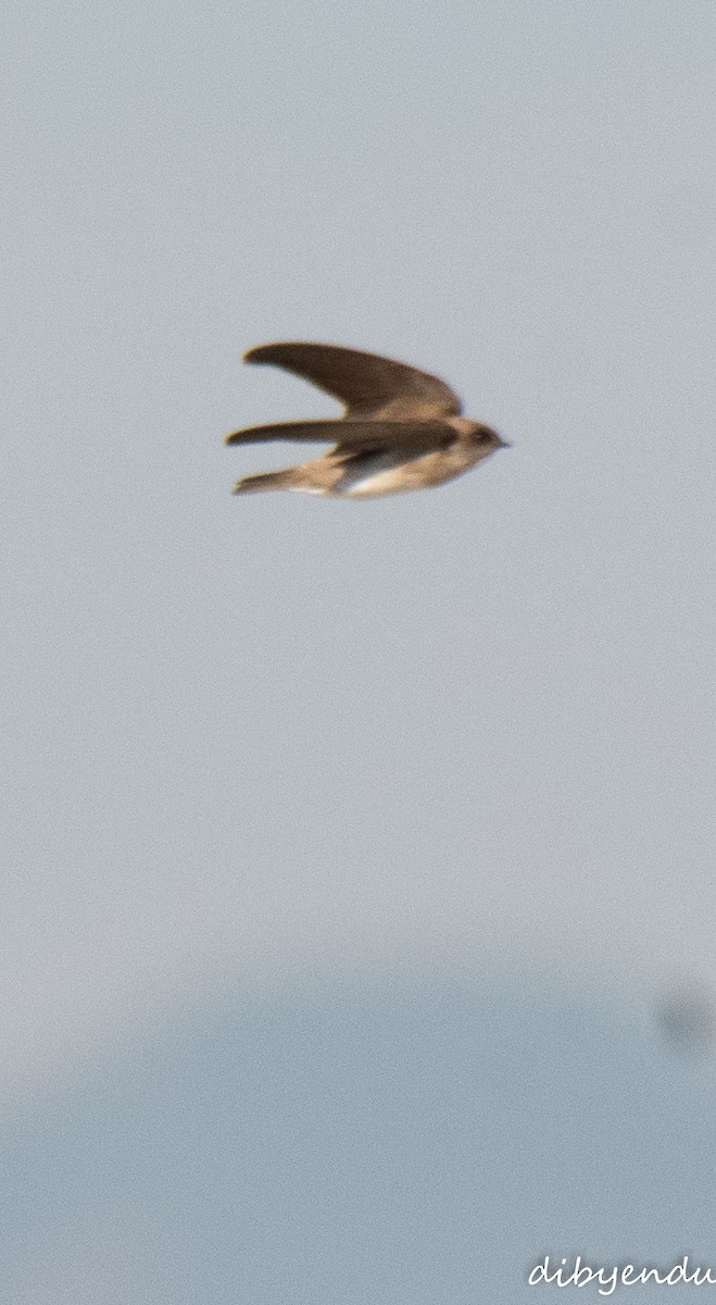 Gray-throated Martin - ML646564491