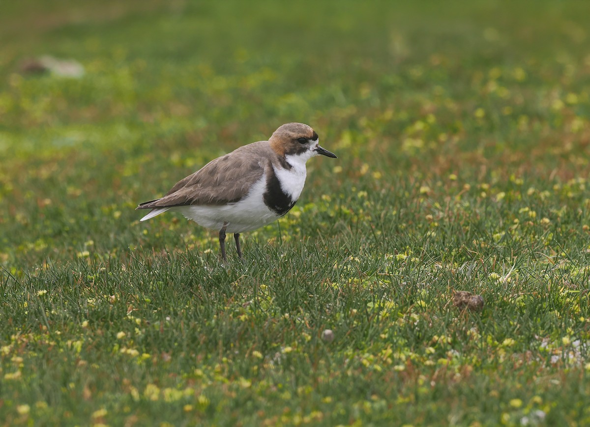 Falkland-Regenpfeifer - ML646564505