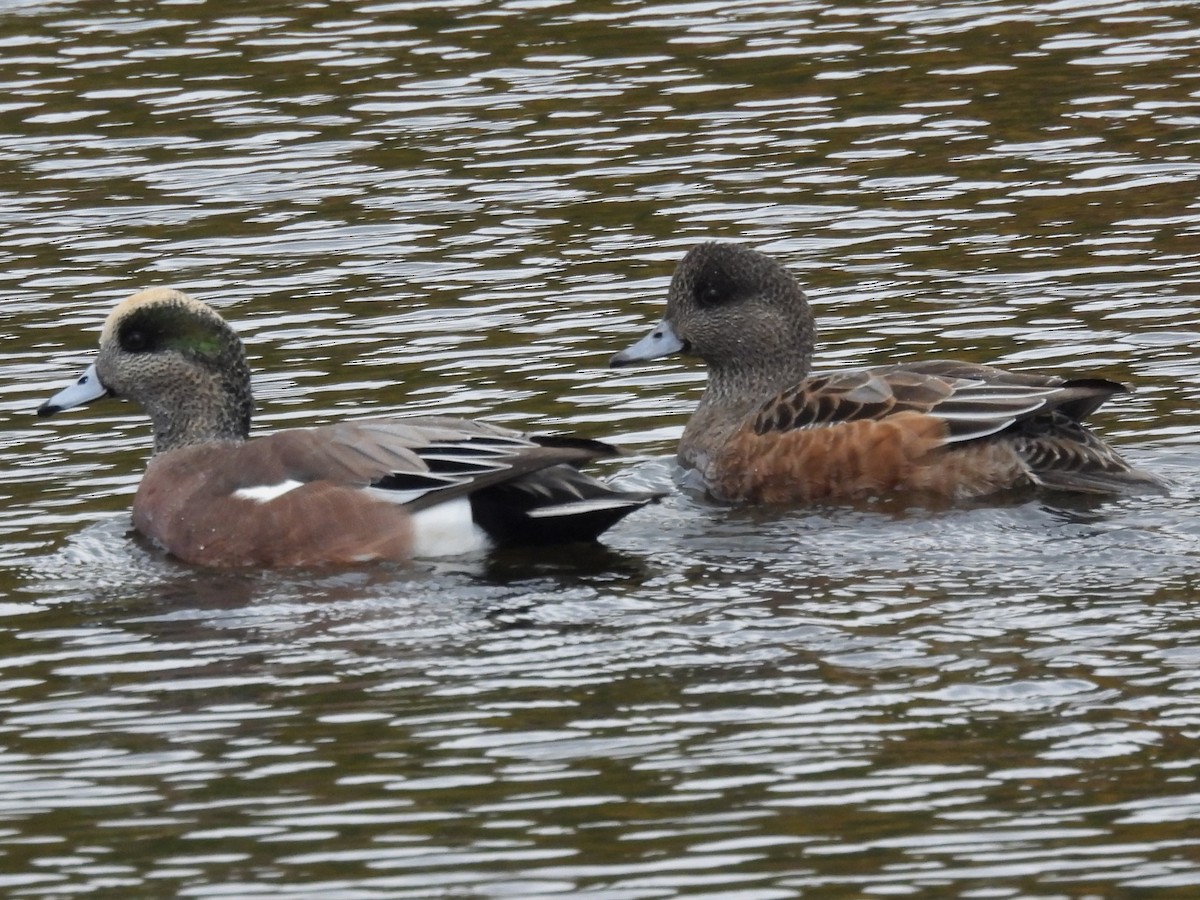 Canard d'Amérique - ML646564512