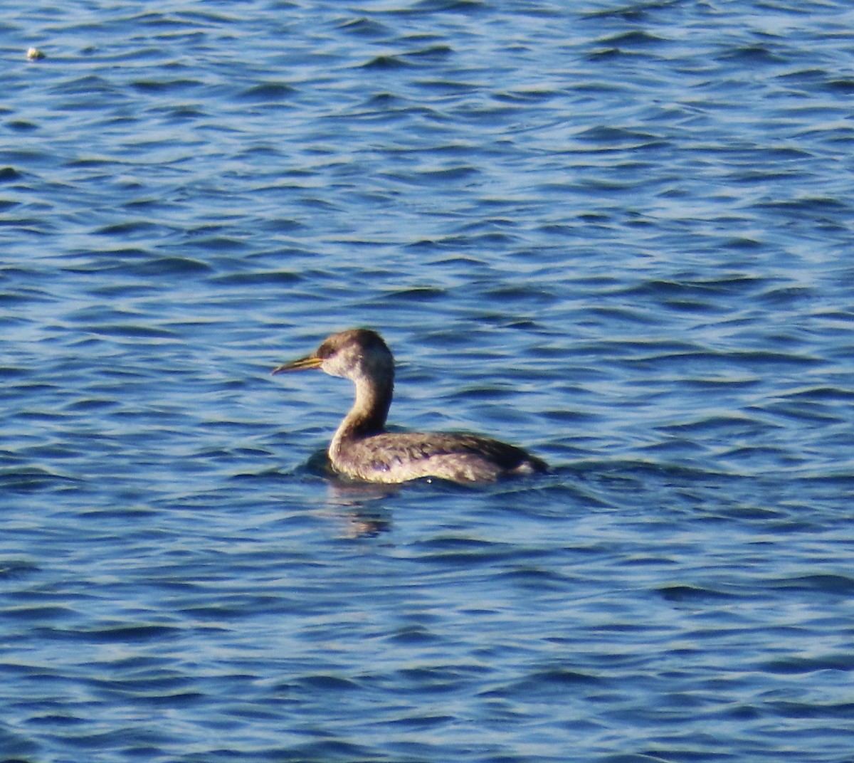 Red-necked Grebe - ML646564514
