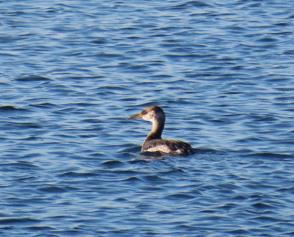 Red-necked Grebe - ML646564517
