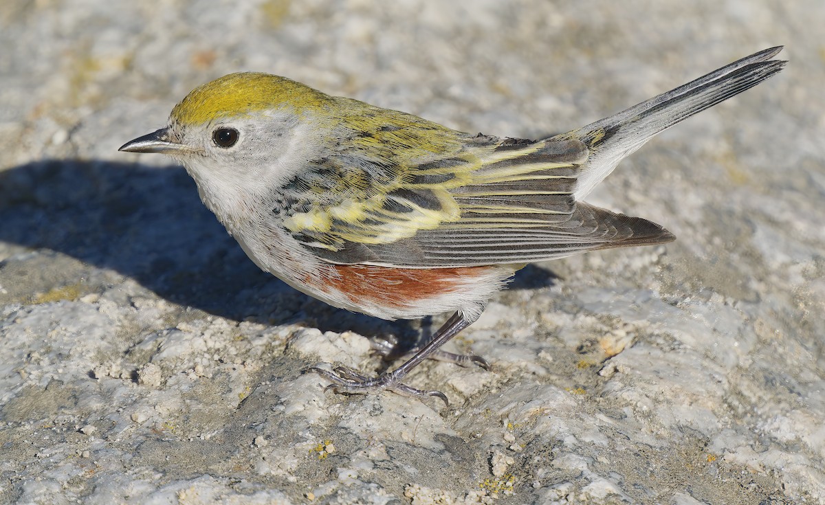 Chestnut-sided Warbler - ML646564518