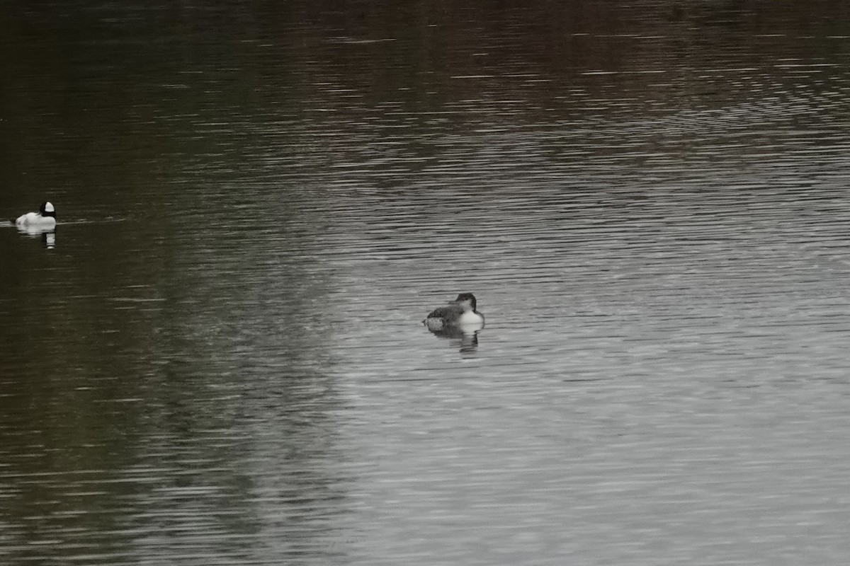 Common Loon - ML646564524