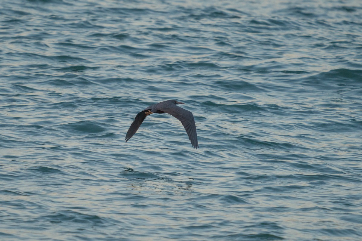 Pacific Reef-Heron - ML646564527