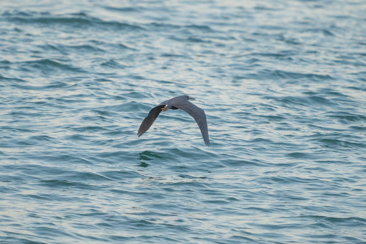 Pacific Reef-Heron - ML646564528