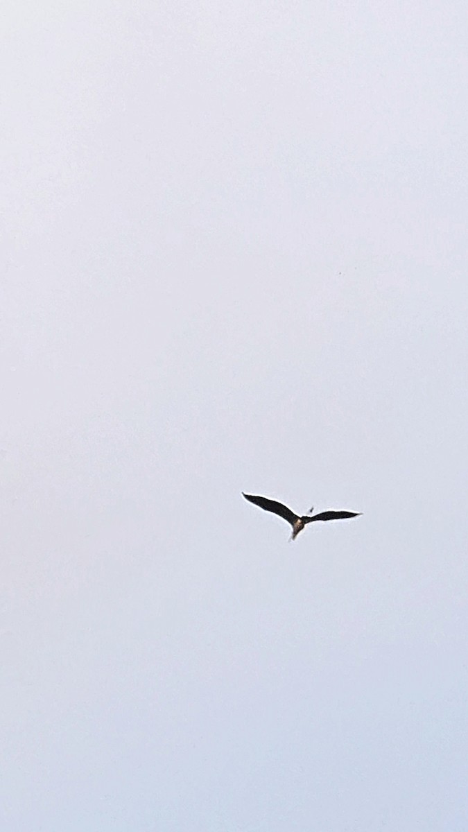 Great Blue Heron (Great Blue) - ML646564529