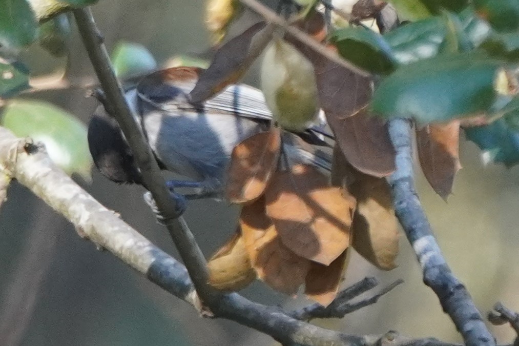 Гаїчка рудоспинна - ML646564535