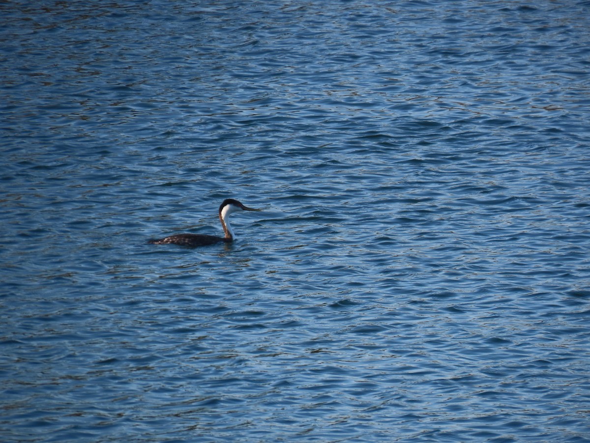 İnce Gagalı Batağan - ML646564536