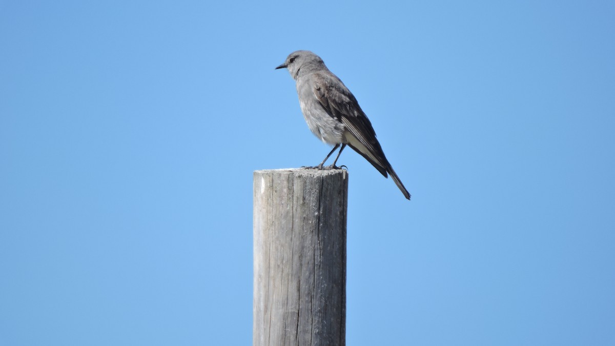 Rufous-webbed Bush-Tyrant - ML646564537