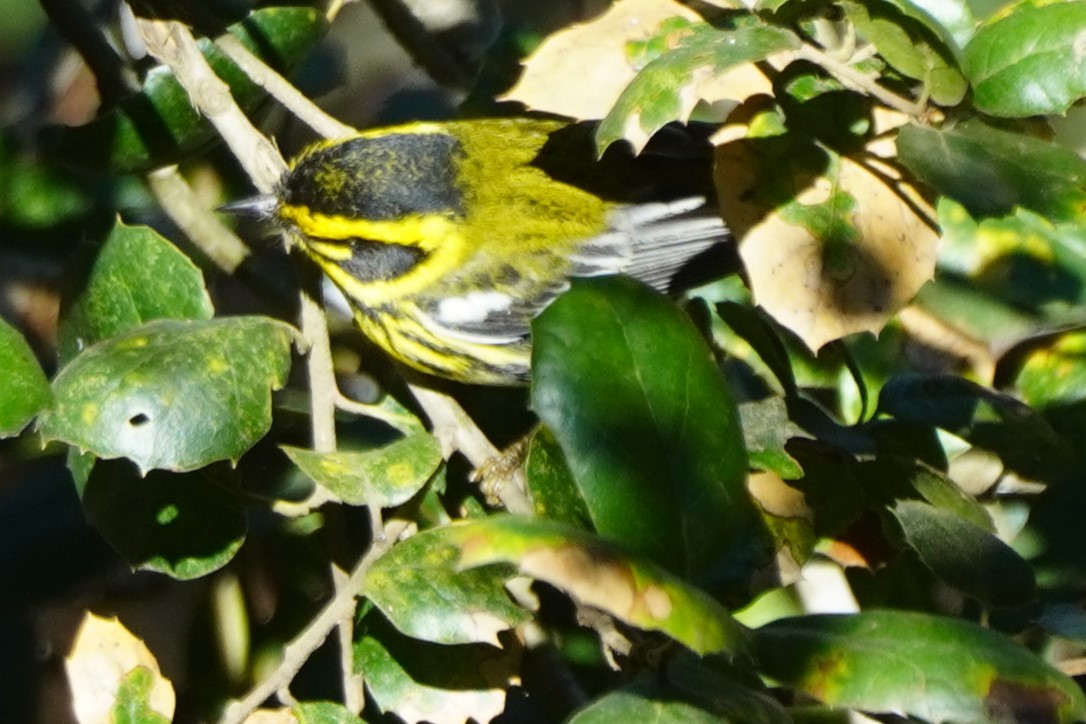 Пісняр-лісовик західний - ML646564545