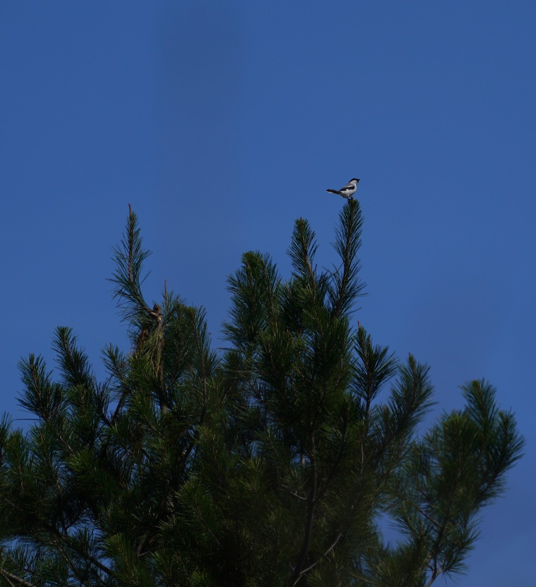 アメリカオオモズ - ML646564546