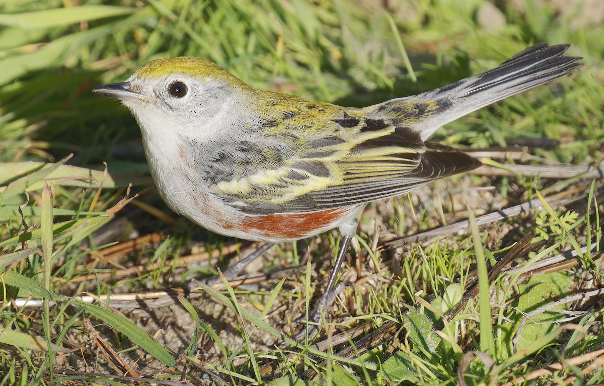 Chestnut-sided Warbler - ML646564552