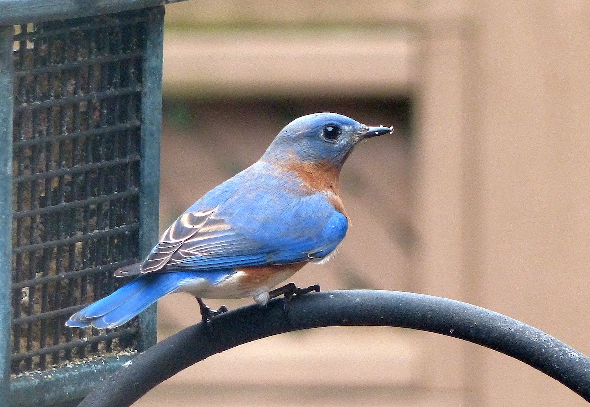 Doğulu Mavi Ardıç - ML646564555