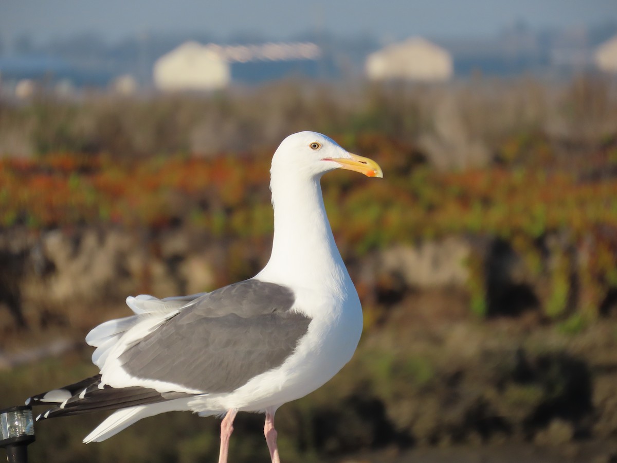 Batı Amerika Martısı - ML646564556