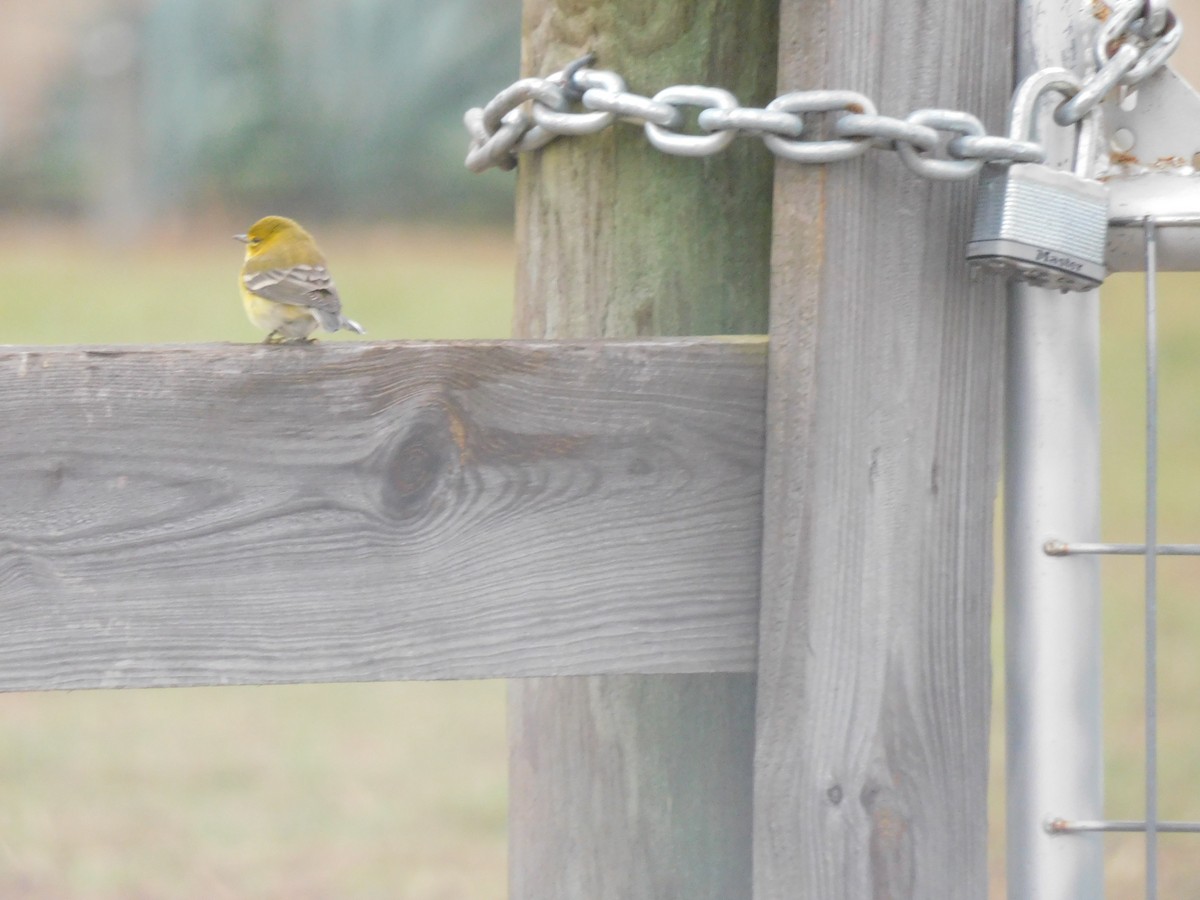 Paruline des pins - ML646564559