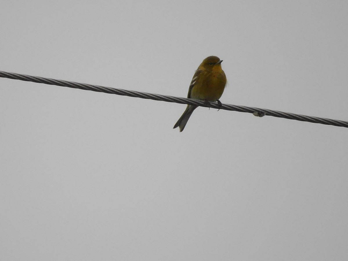 Paruline des pins - ML646564561