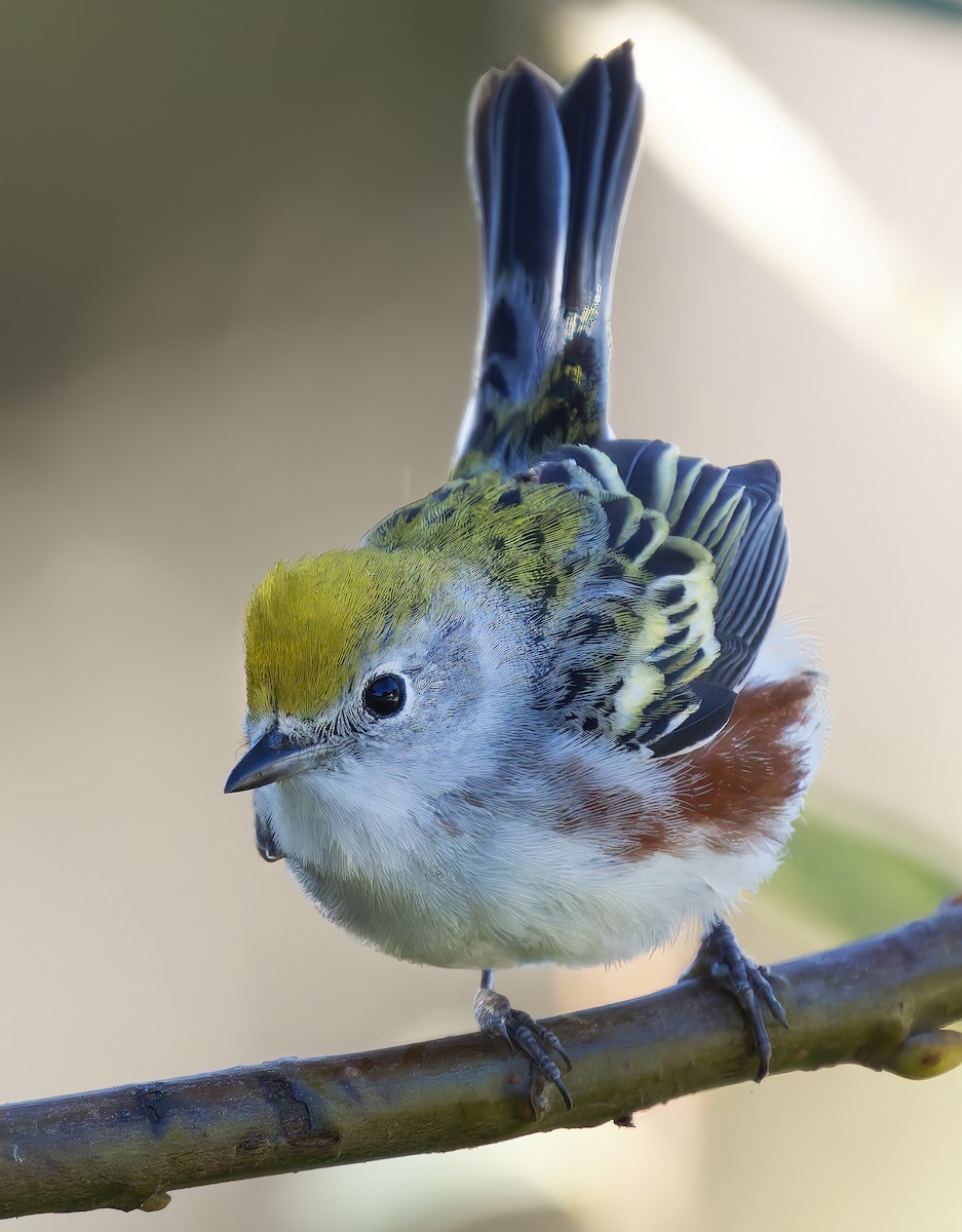Chestnut-sided Warbler - ML646564562