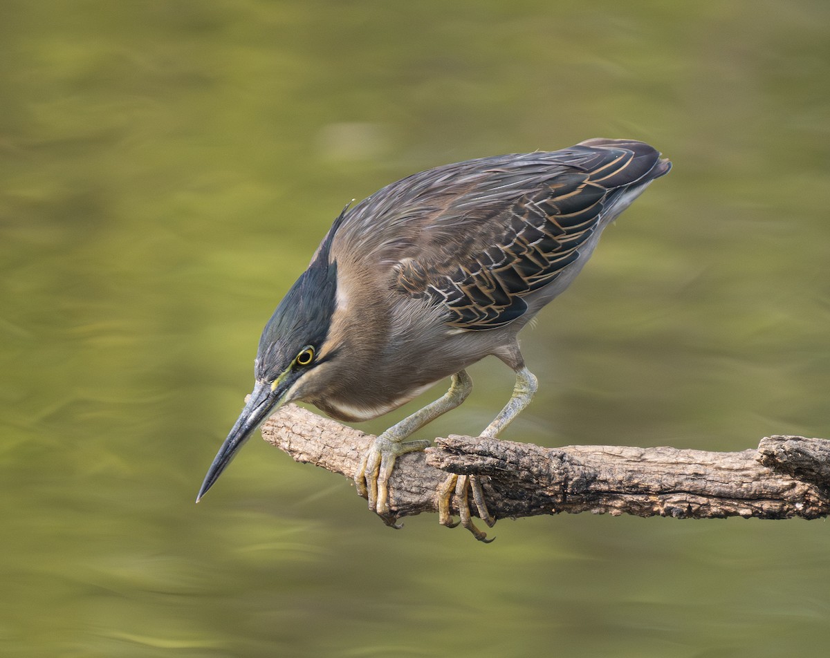 volavka malá - ML646564564