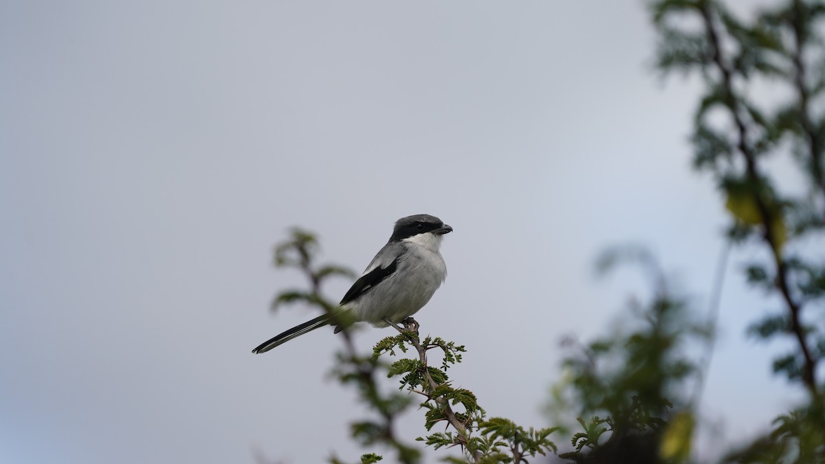 アメリカオオモズ - ML646564569