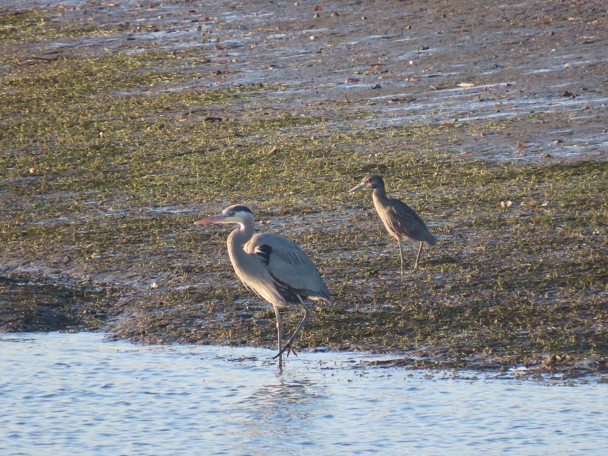 Amerika Gri Balıkçılı - ML646564571