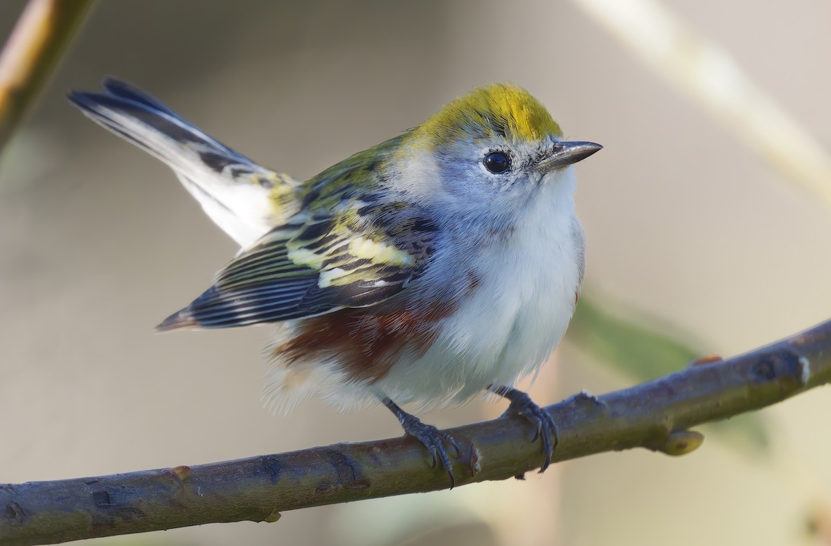 Chestnut-sided Warbler - ML646564578