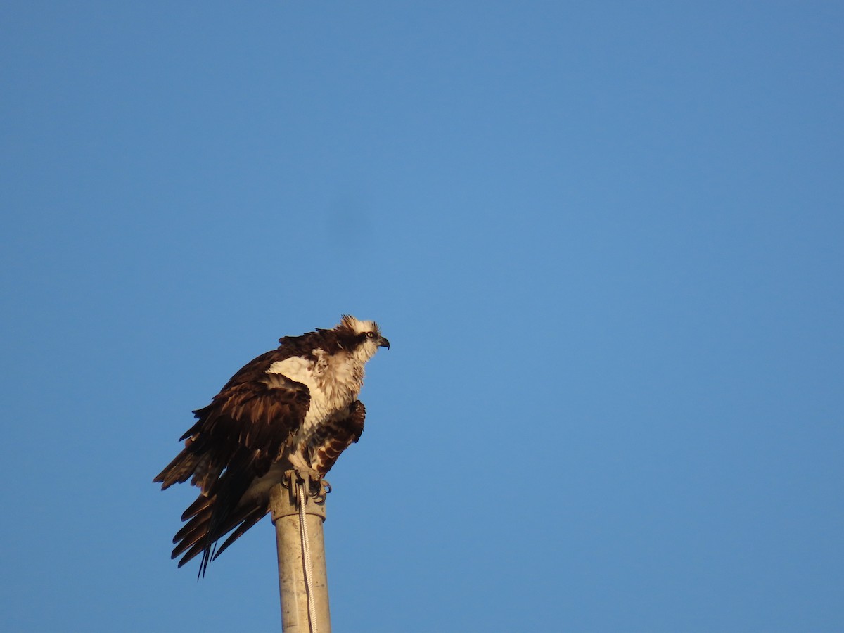 Osprey - ML646564581