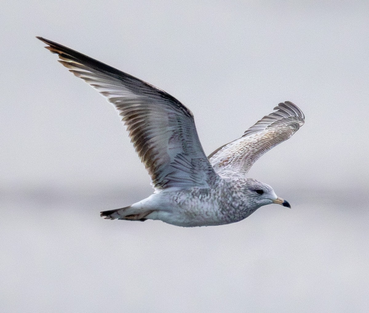 Ring-billed Gull - ML646564584