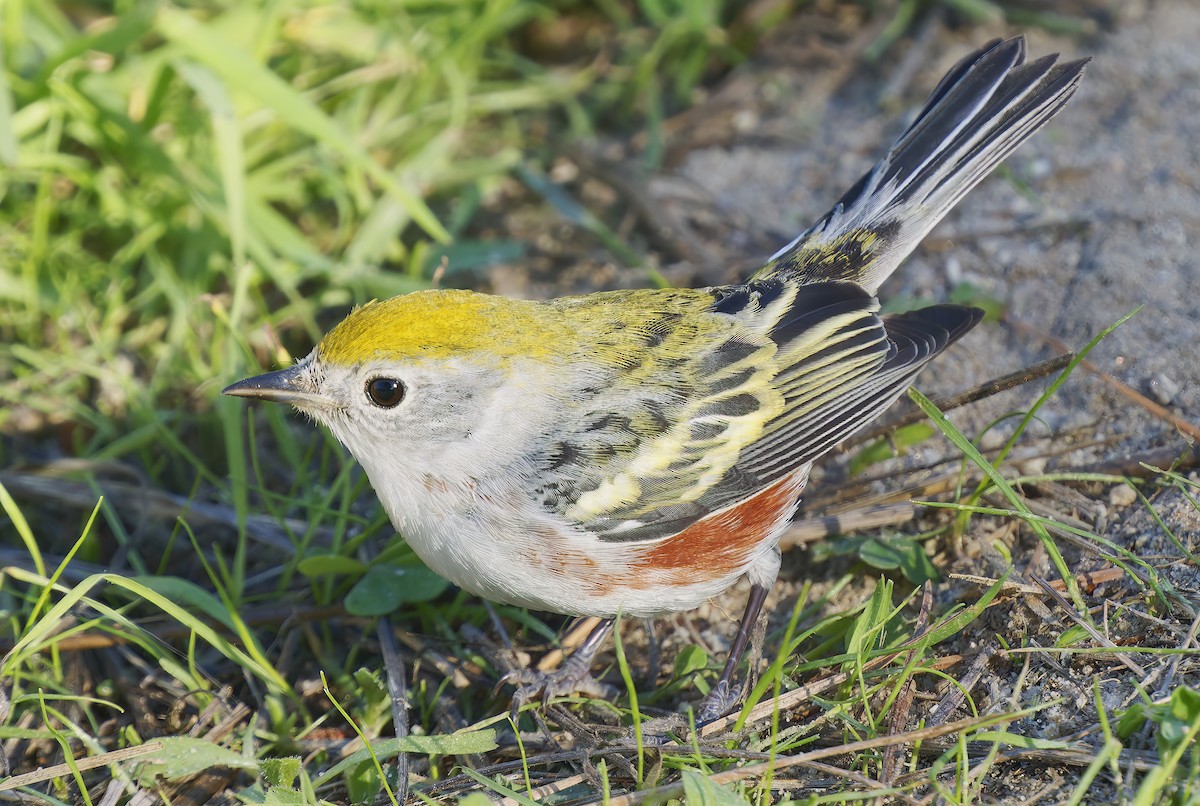 Chestnut-sided Warbler - ML646564588