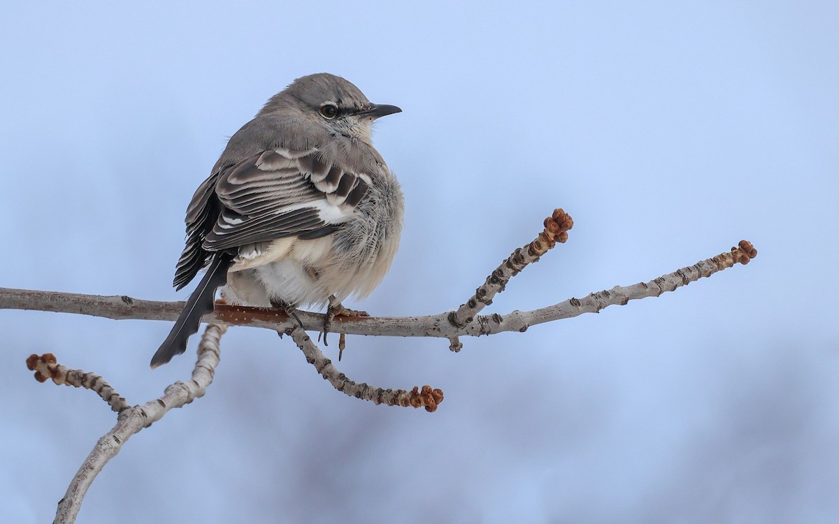 Gartenspottdrossel - ML646564589