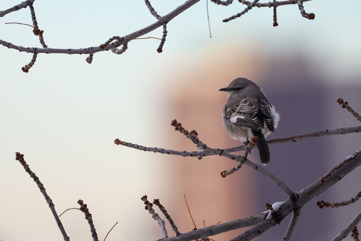 Gartenspottdrossel - ML646564590