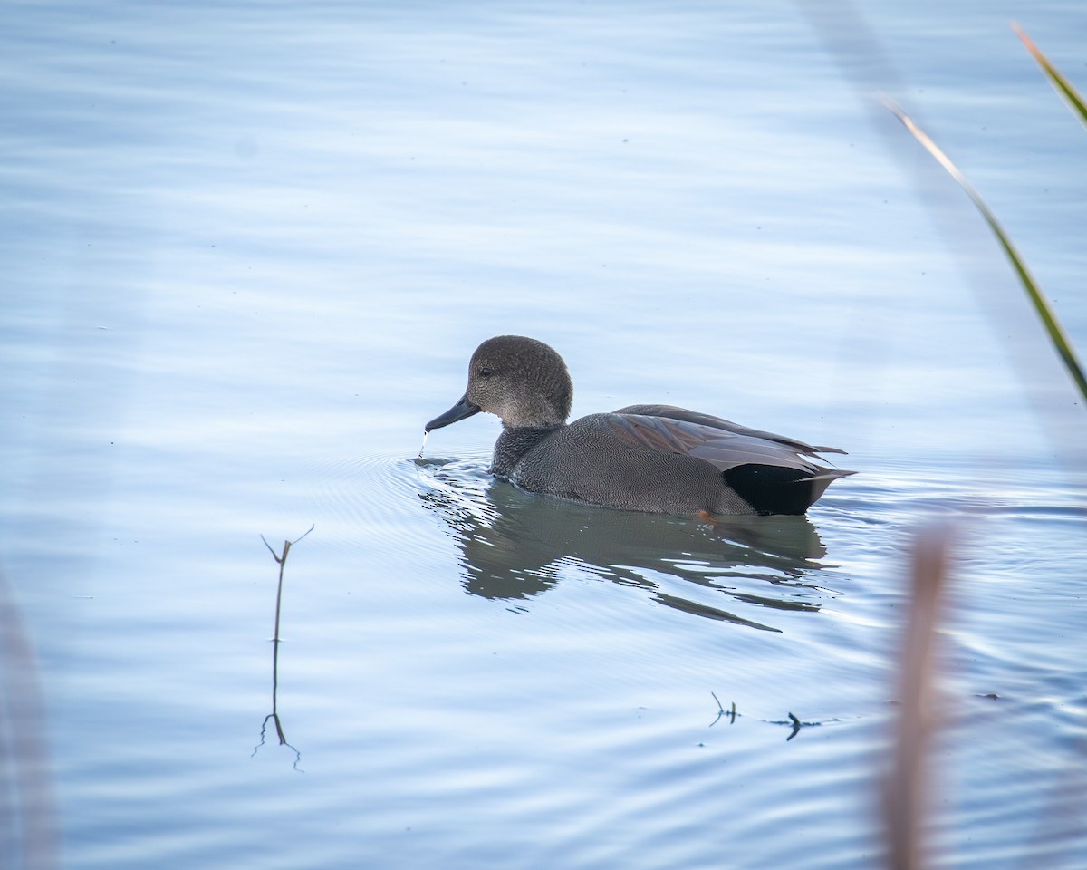 オカヨシガモ - ML646564591