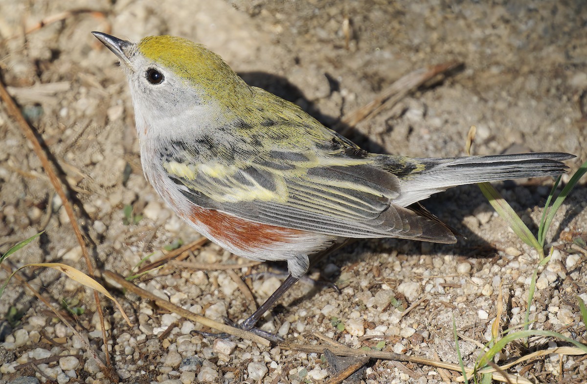Chestnut-sided Warbler - ML646564592