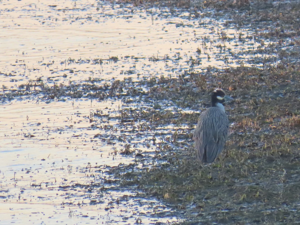 Yellow-crowned Night Heron - ML646564595