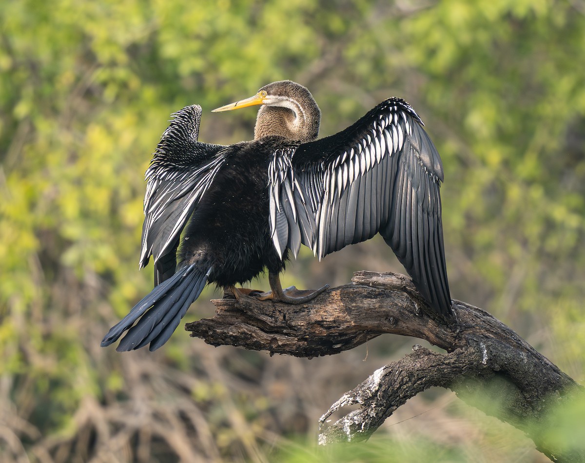 anhinga indomalajská - ML646564596