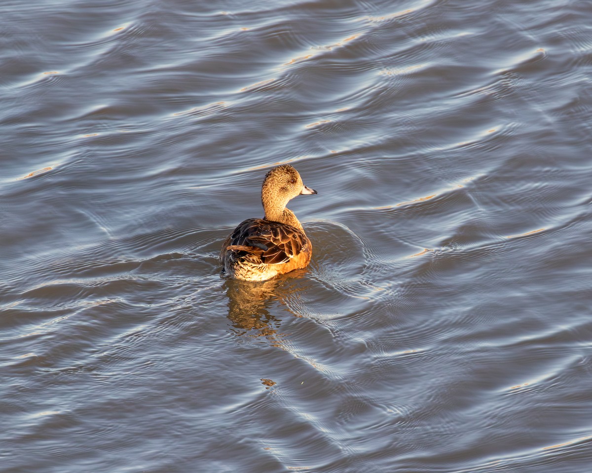 American Wigeon - ML646564597