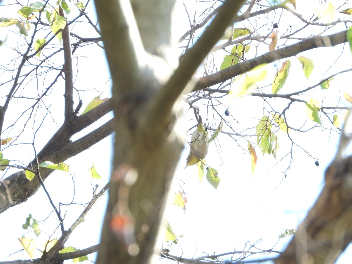 メジロ - ML646564598