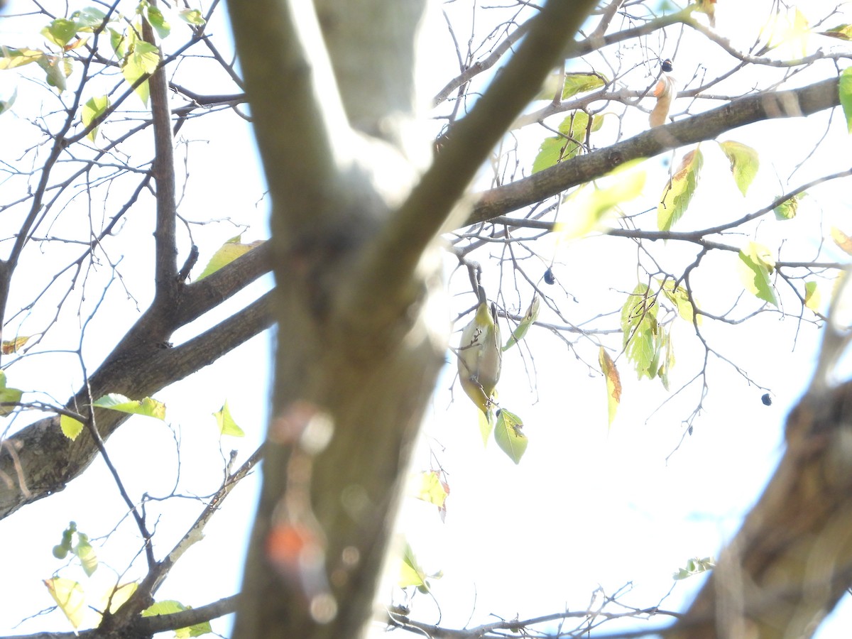 メジロ - ML646564599