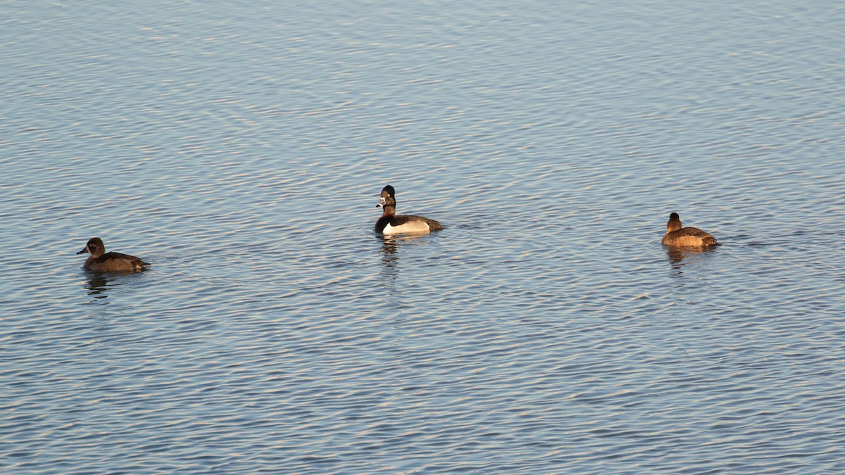 Ring-necked Duck - ML646564603