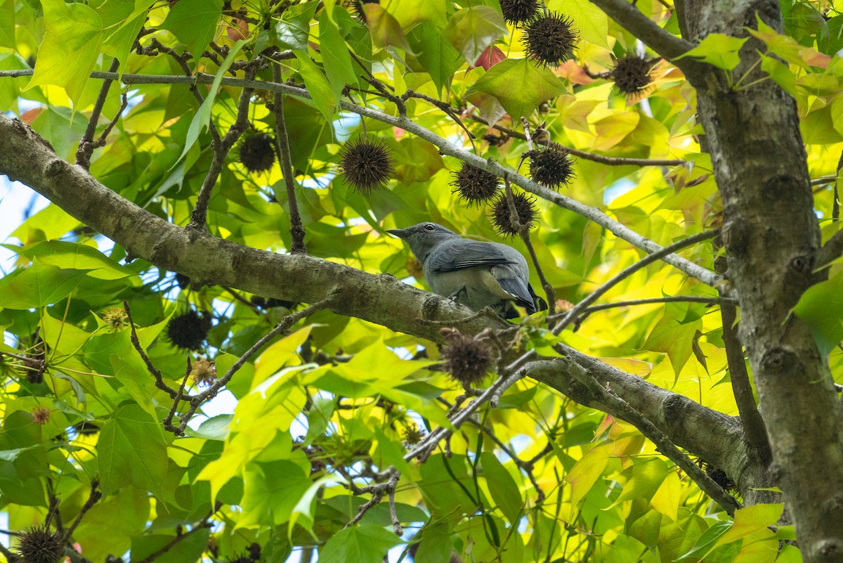 Black-winged Cuckooshrike - ML646564604