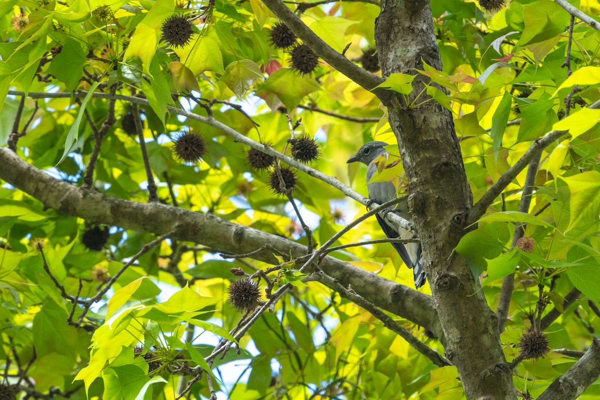Black-winged Cuckooshrike - ML646564605